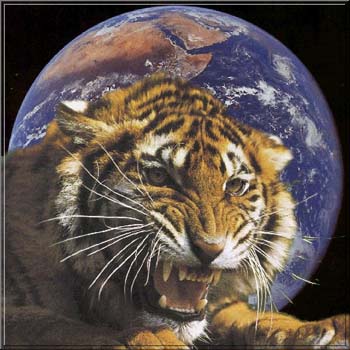 related keywords suggestions for earth tiger related keywords suggestions for earth tiger